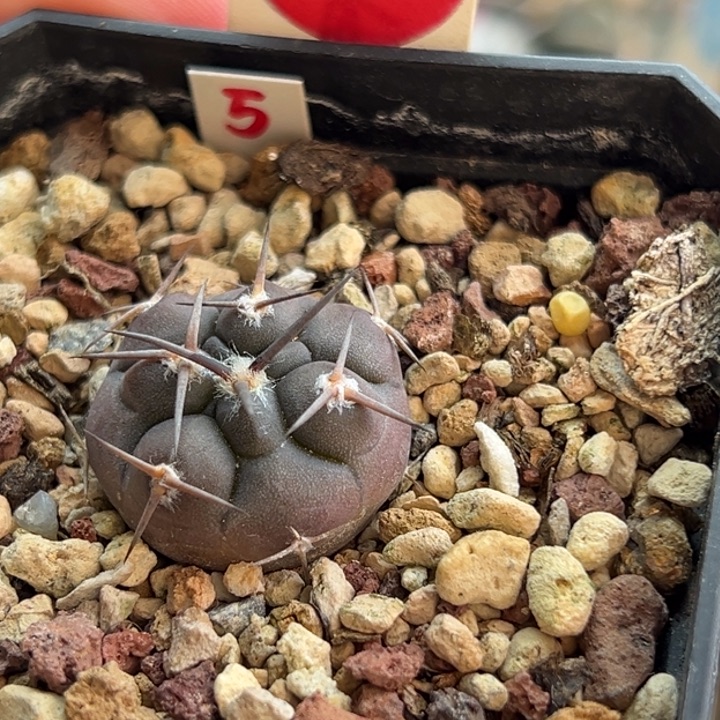 实生豪刺守金摩天龙