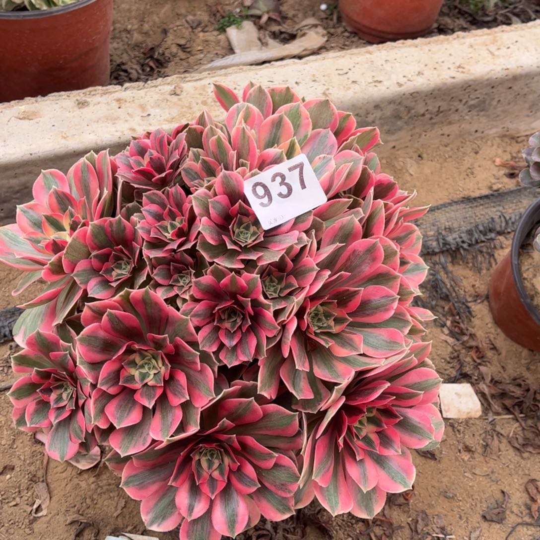 粉女妖937不包断枝