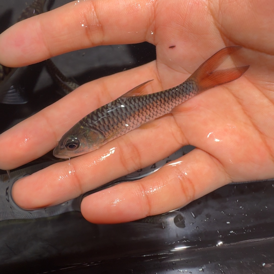 海水鱼缅甸盈江吉罗鱼