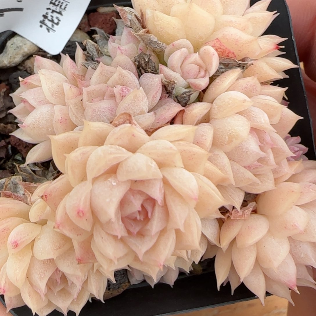 花语逸境0130-14散