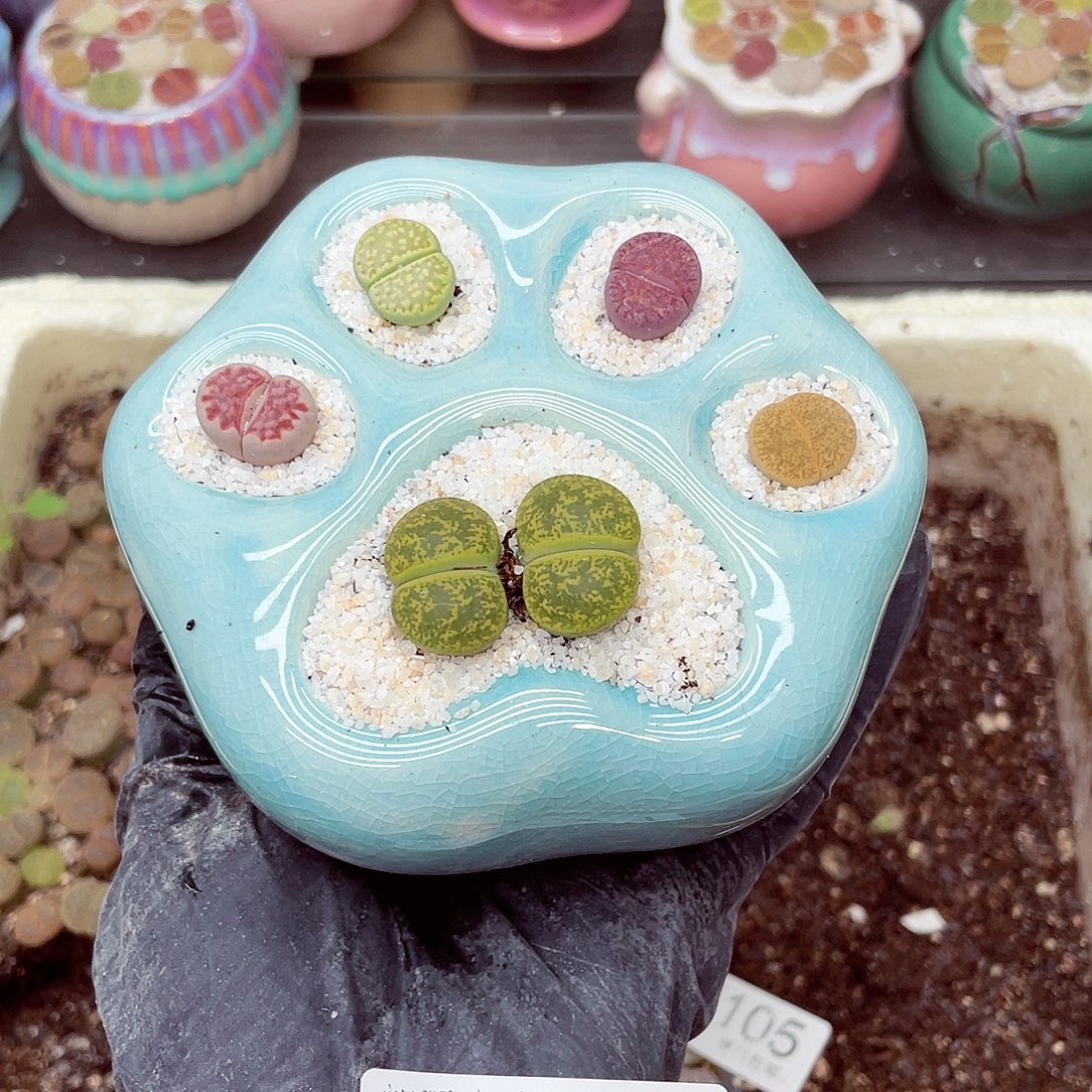 生石花18包邮0908-111