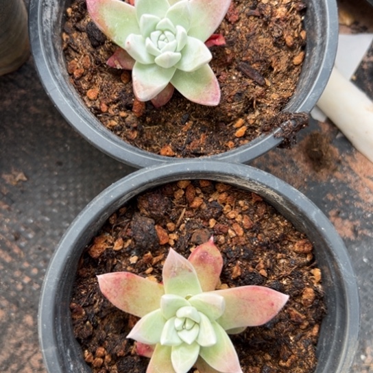 苹果叶两颗～一物一拍103