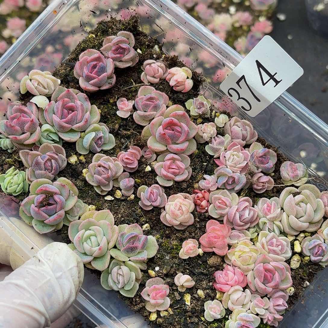 多肉植物多肉植物374