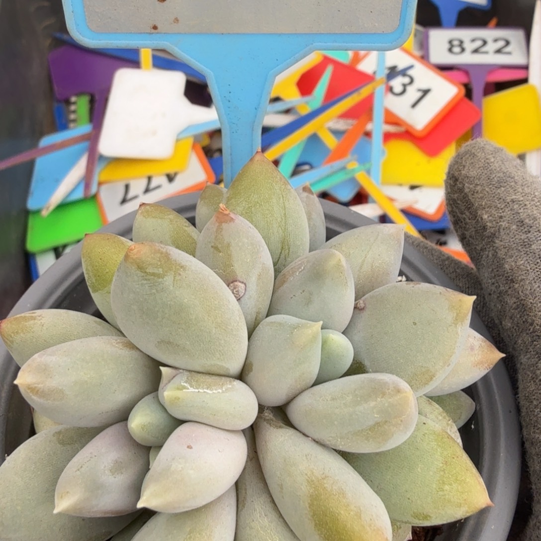 多肉植物漂亮哥特008