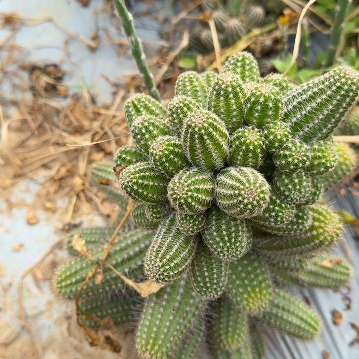 矮胖白檀仙人掌304