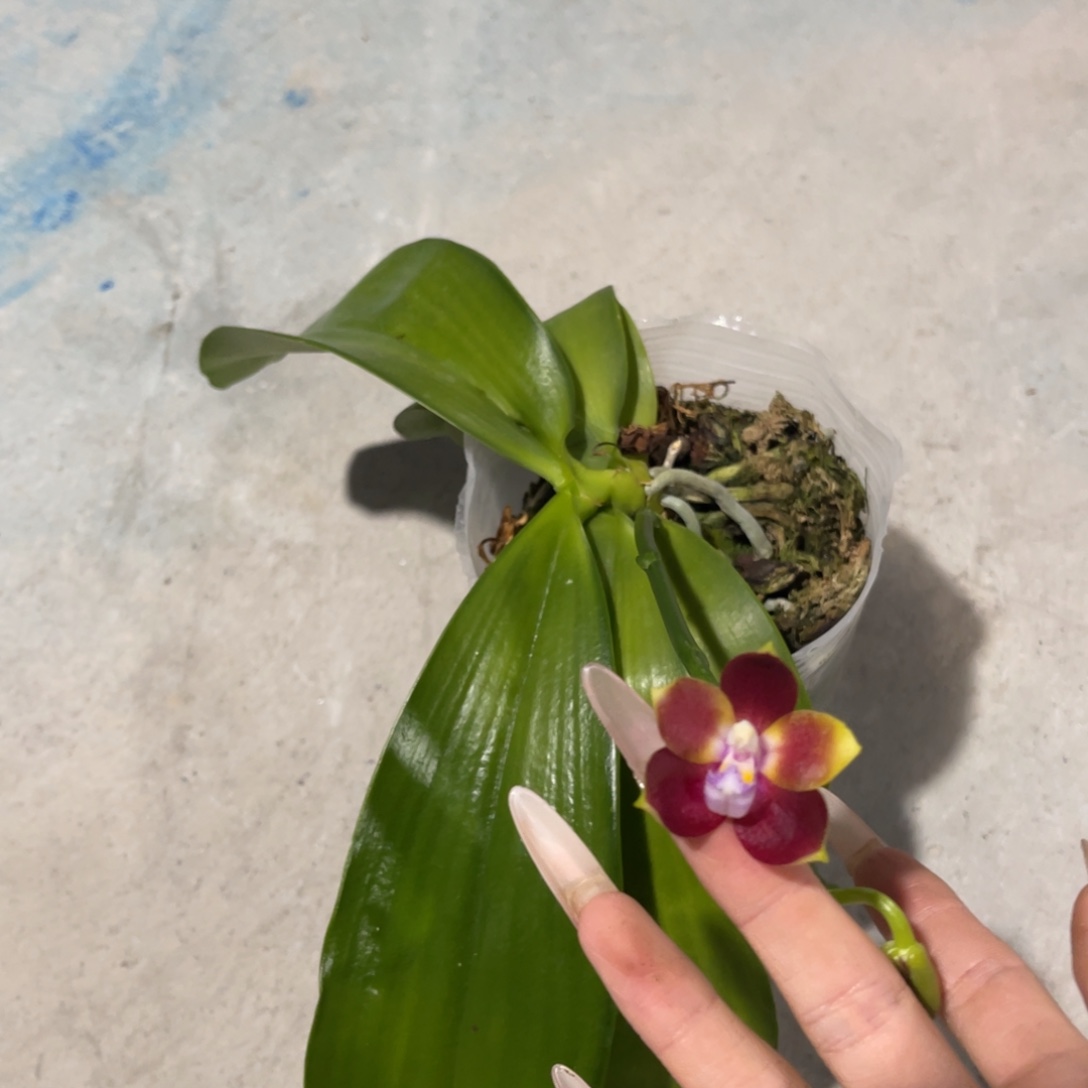 完全开放蝴蝶兰原生