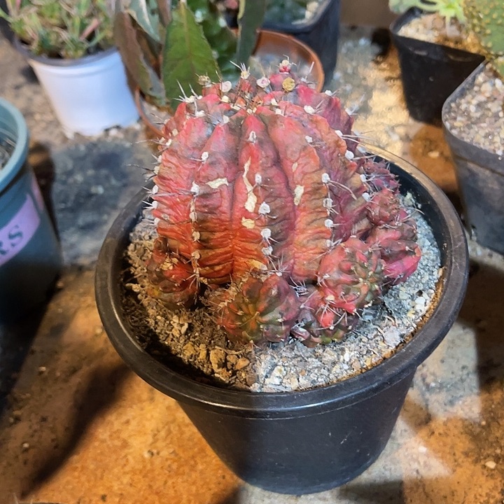 满38包邮2天凑单，脱土晾根发货多肉植物