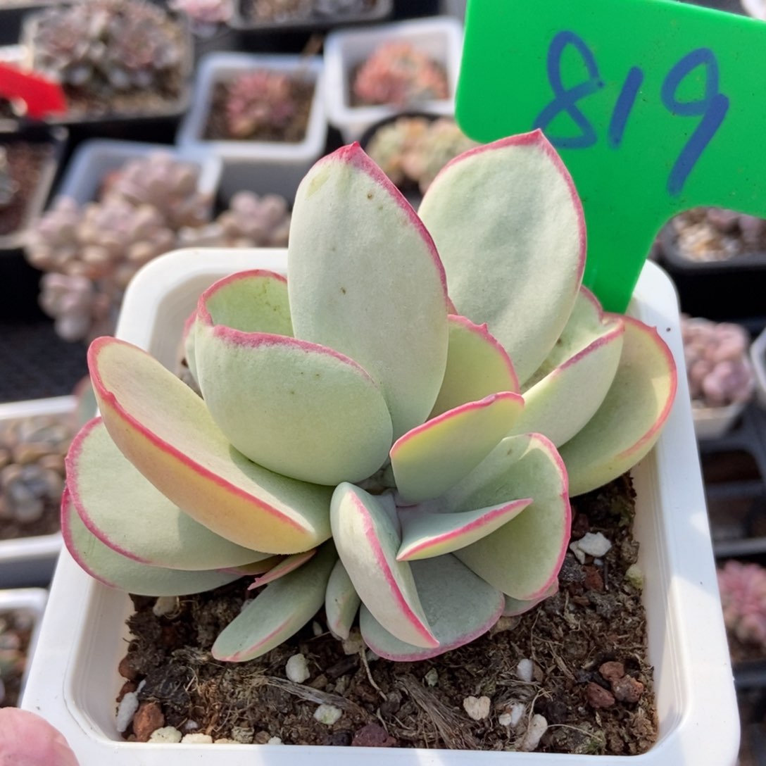 819白眉多肉植物保护