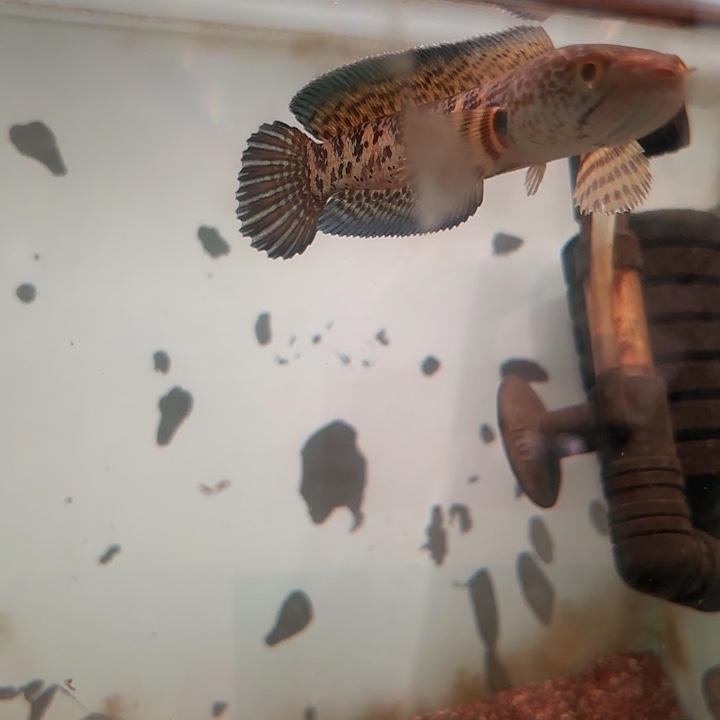 雷龙鱼黄金眼镜蛇雷龙