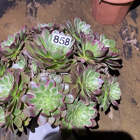 多肉植物法师858莲花