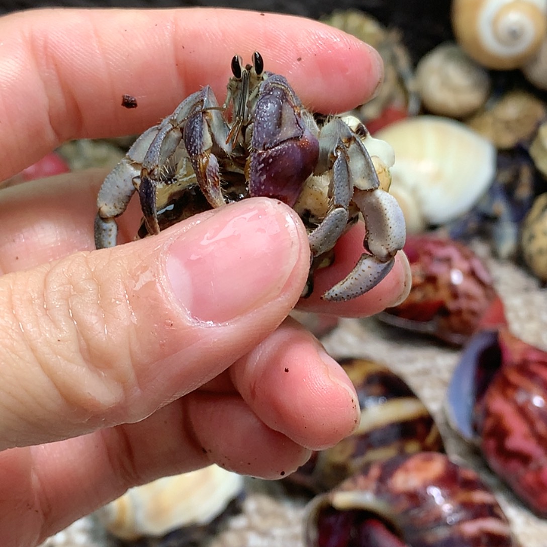 1.7口径奔跑的寄居蟹21号