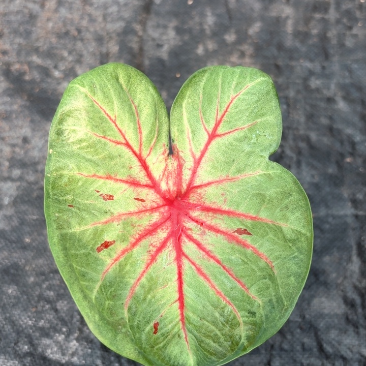 完全开放新品泰彩