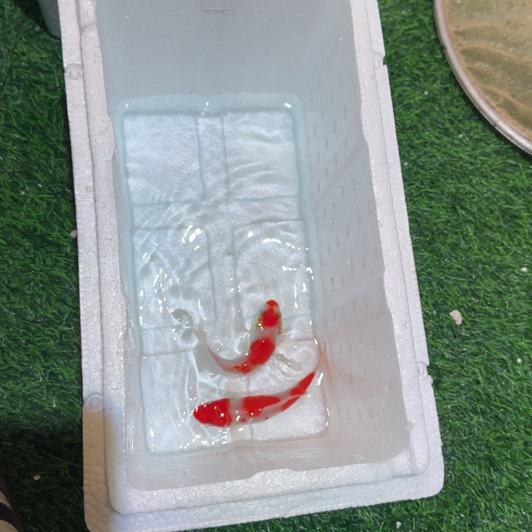 锦鲤锦鲤 观赏鱼锦鲤