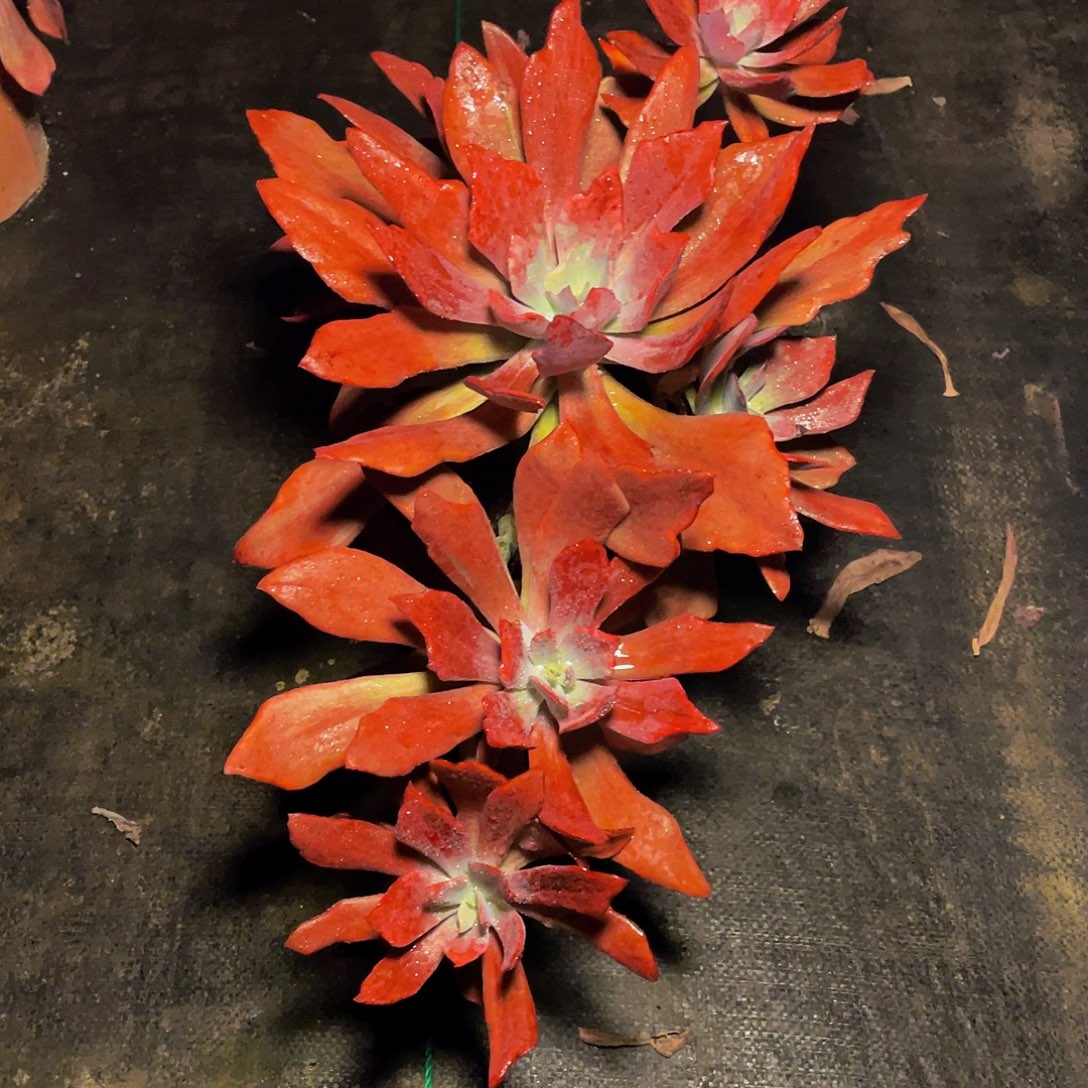 婷***了钻石锦多肉植物群