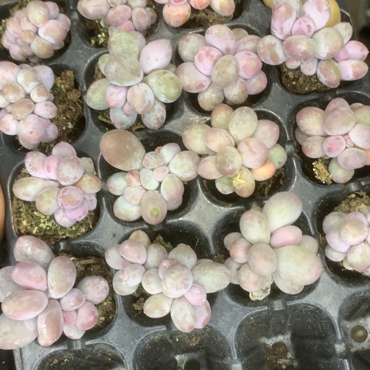 韩版 桃花奶10颗双（满9.99包邮不满9.99发空盆）