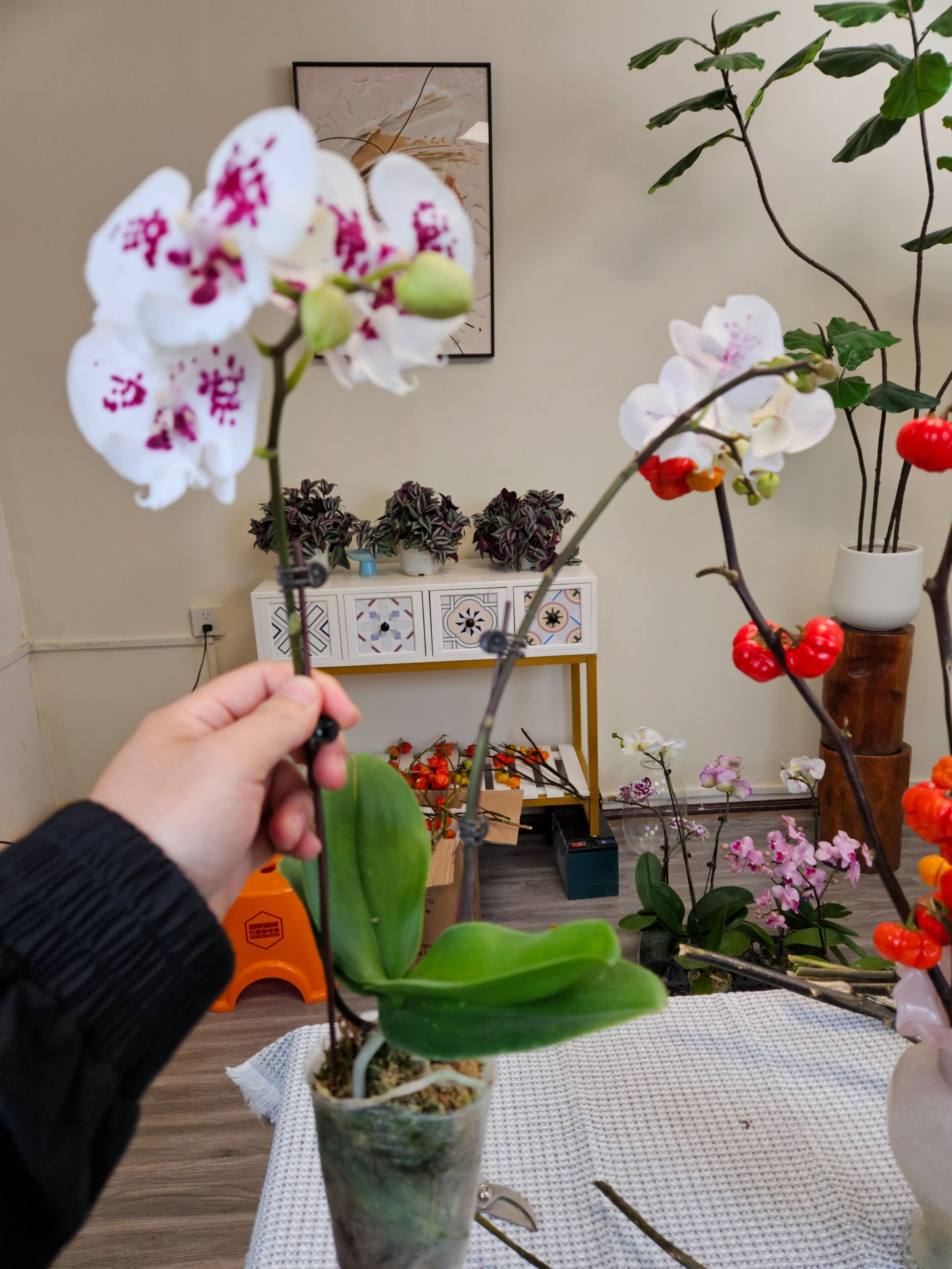 天鹅绒蝴蝶兰绿植鲜花新鲜采摘基地直发好养