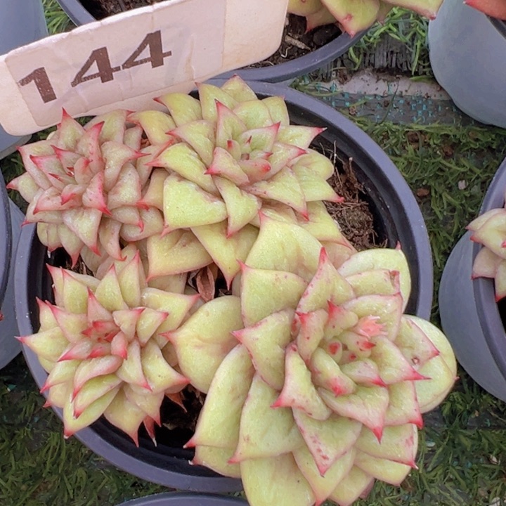 健健康康平平安安