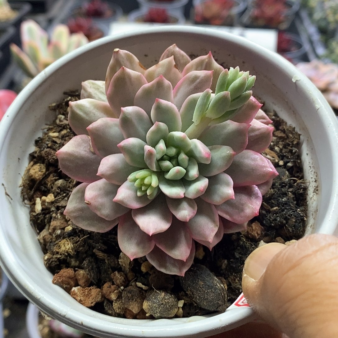 1549青苹果锦多肉