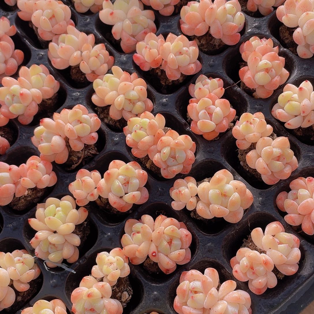 912号 飘枝小刚毅双头7个