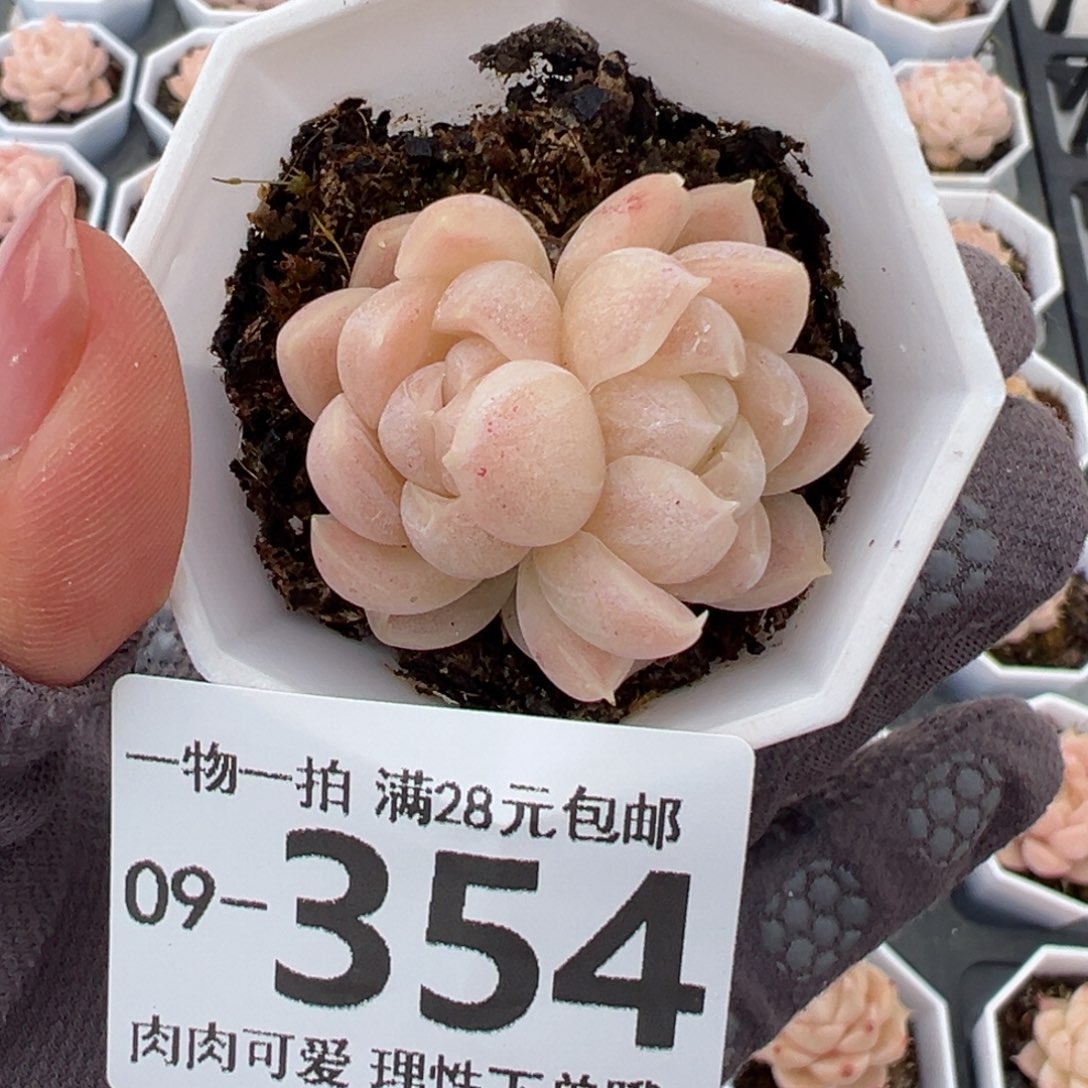 麦秆，多肉多肉多肉多肉