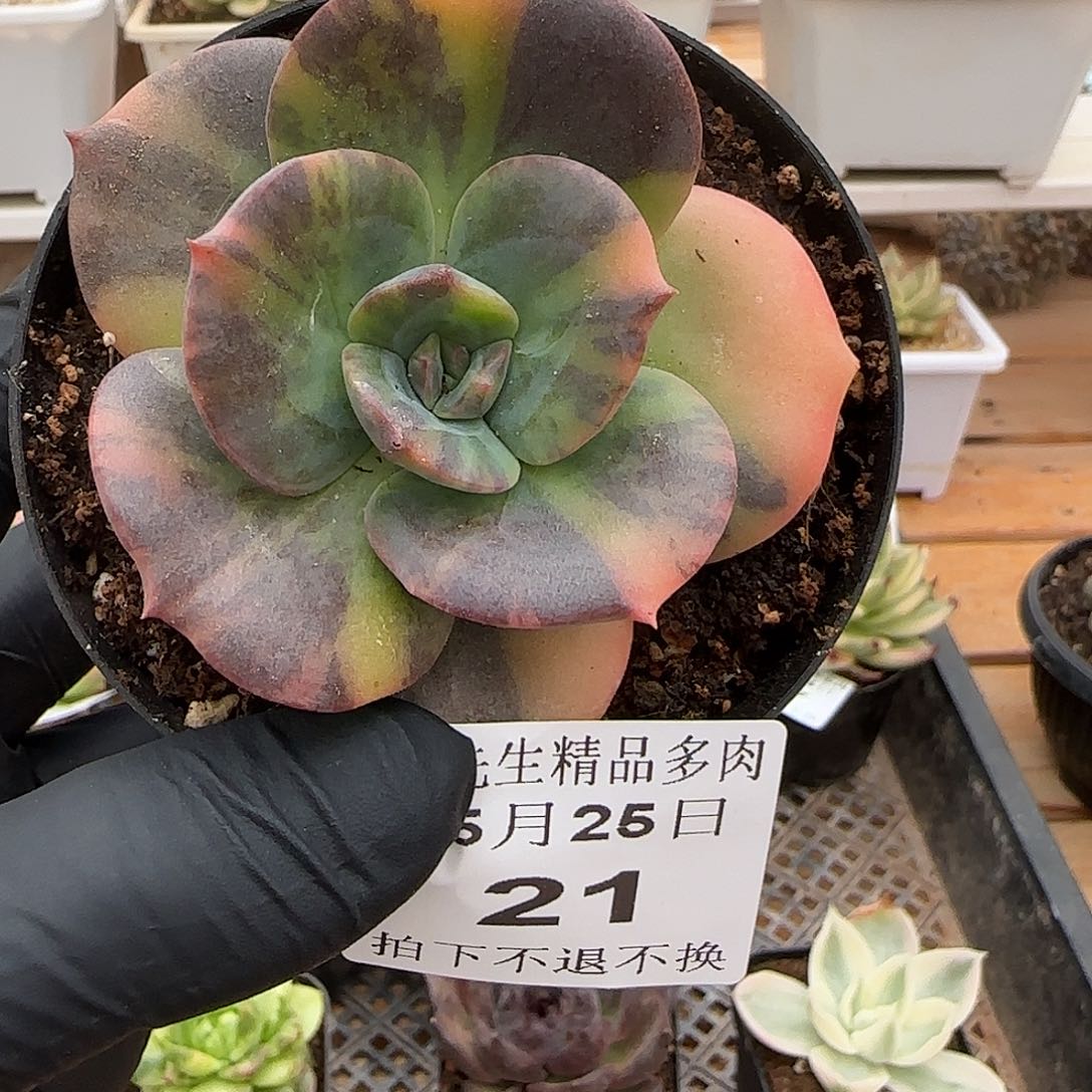 0525-21不鲁门卡锦