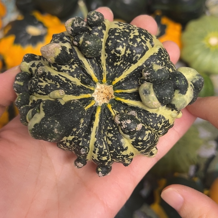 心*墨西哥葫芦葫芦葫芦葫芦糊涂