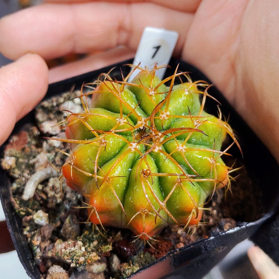 非偏远地区满25包邮仙人球