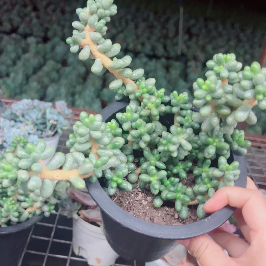 绿龟卵整装整群老桩
