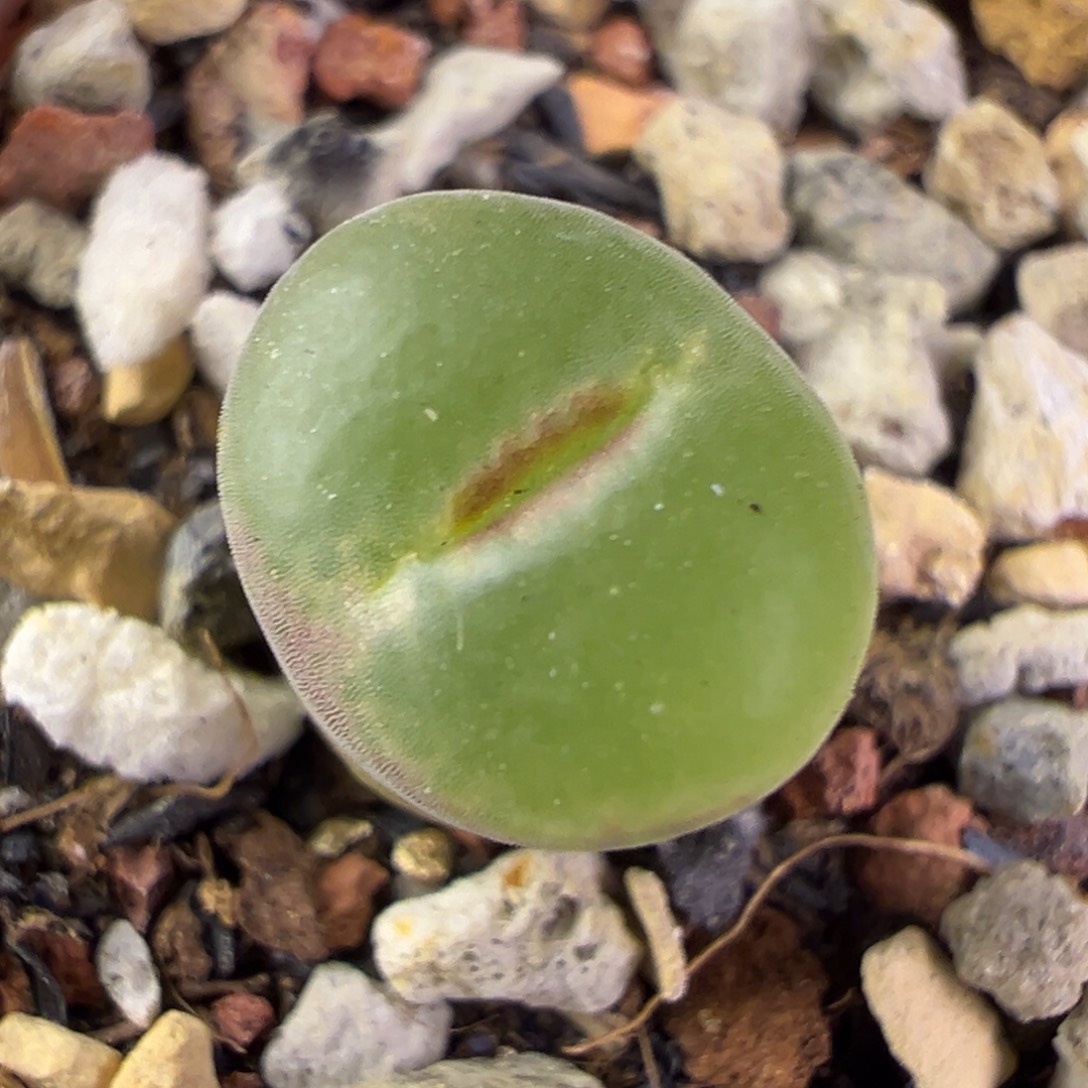 02粉红女郎纽扣母本一物一拍