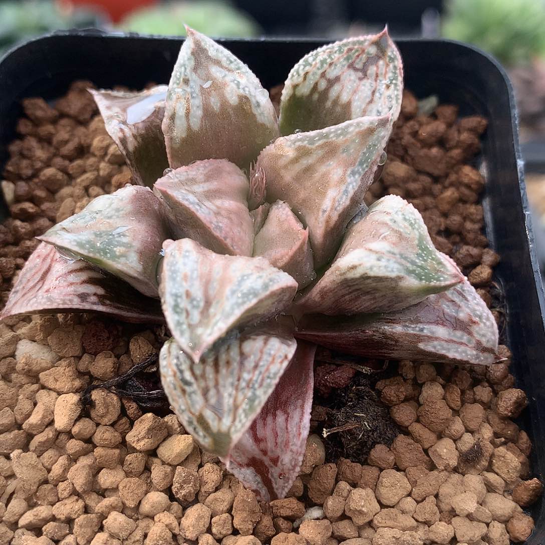 铜雀台一物一拍带盆