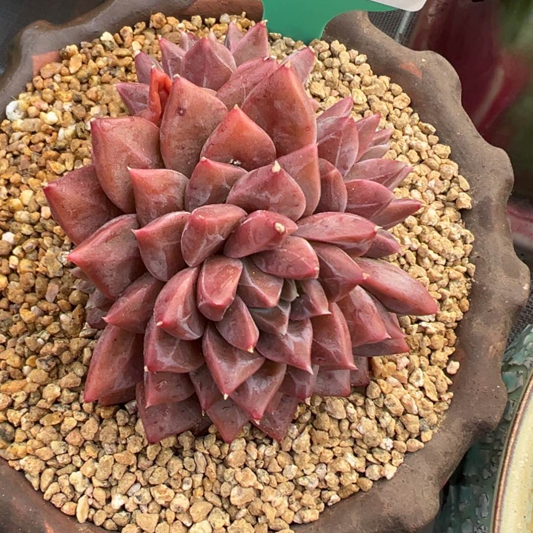 多肉一物一拍0210-7