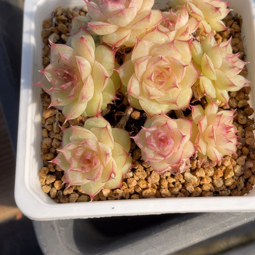 1927飘枝情人麦秆群