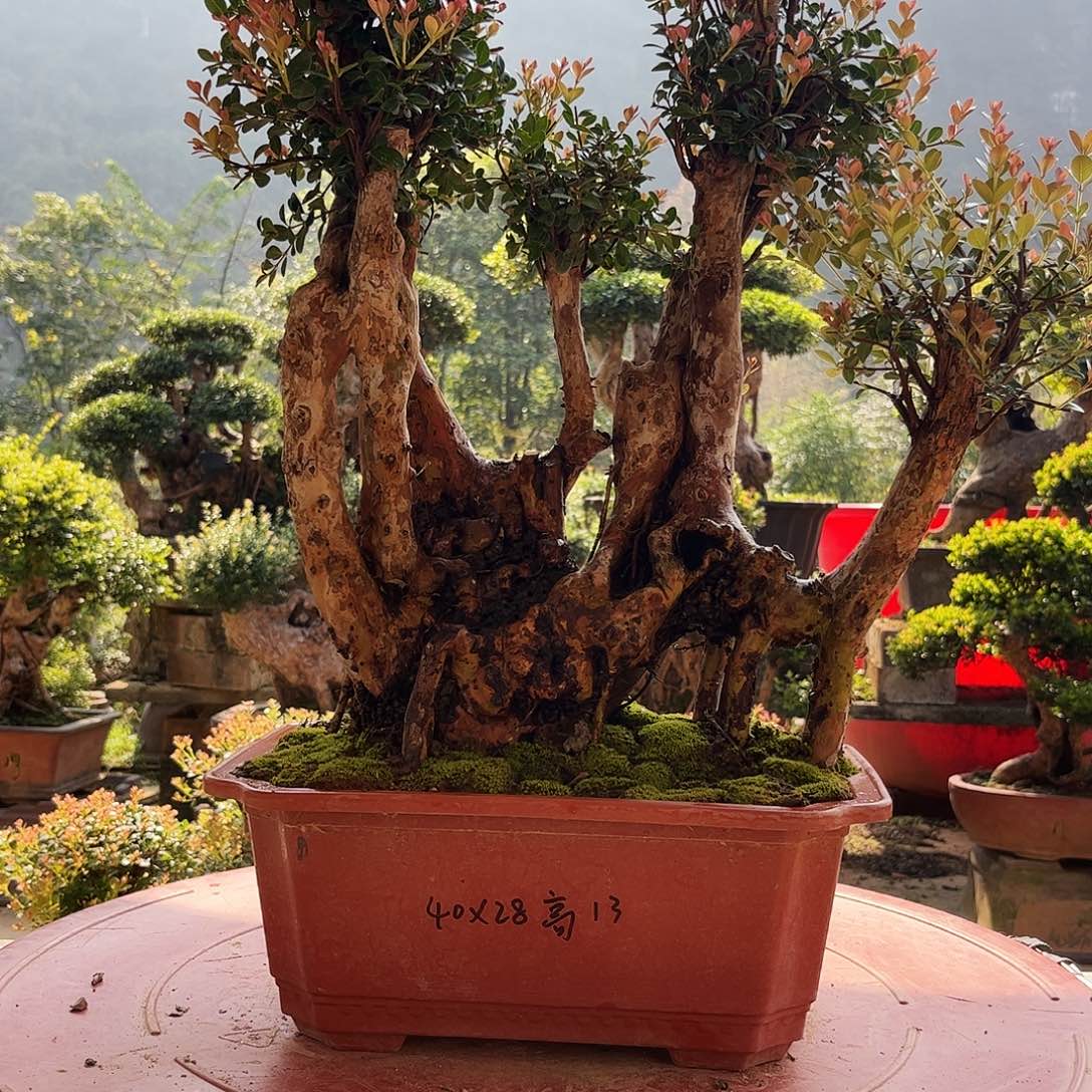 李***明无花朵精品盆景艺术设计作品