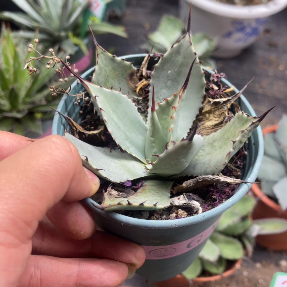 华楚卡虚空藏龙舌兰