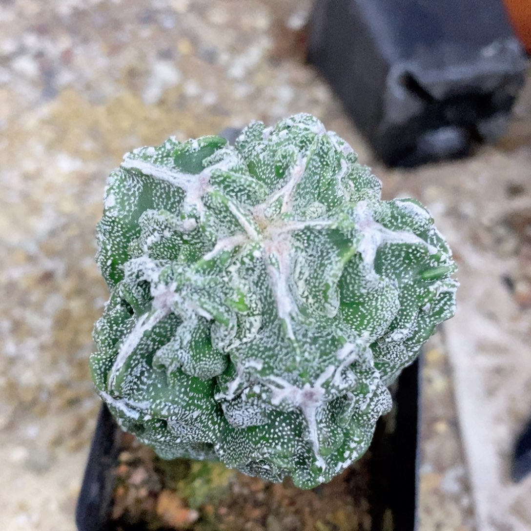 萌***妹仙人球实生核桃脱土