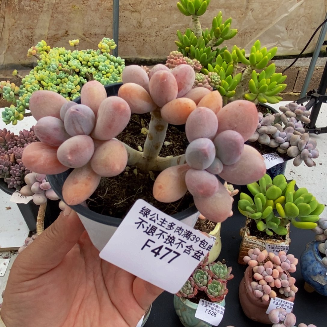 477香水手指8cm多肉