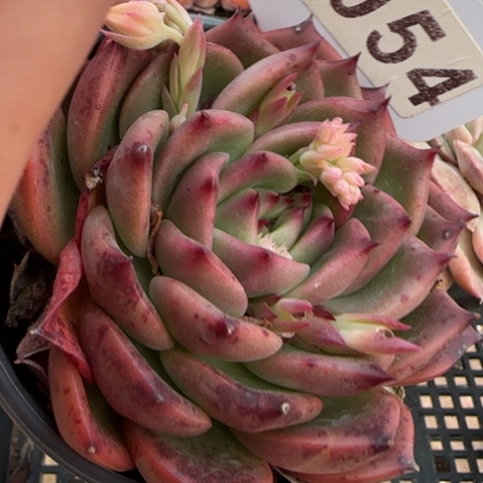 54安斯顿一物一拍多肉