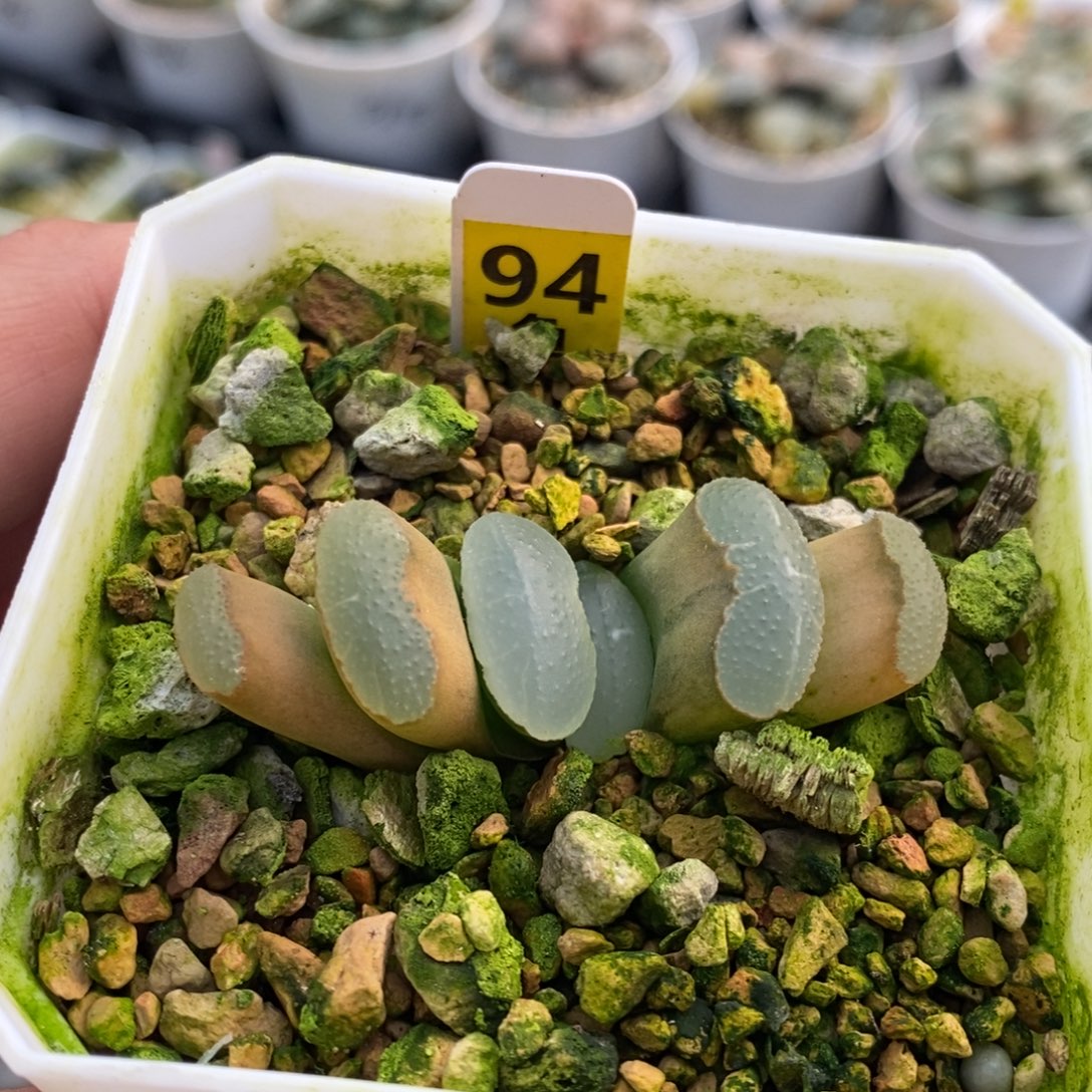 94号传奇蓝玉扇多肉