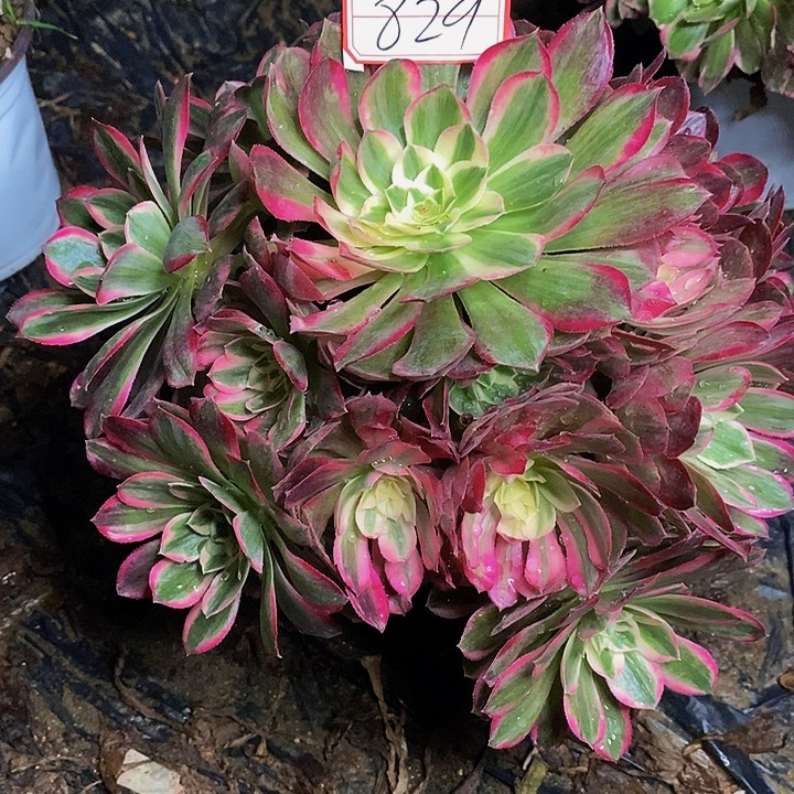 孔雀翎老桩捧花829号