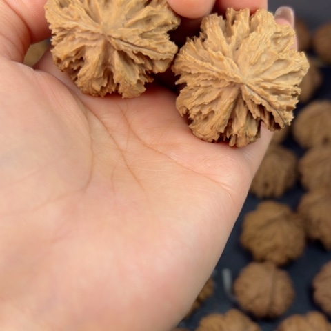 桃核吊坠野生野生植物