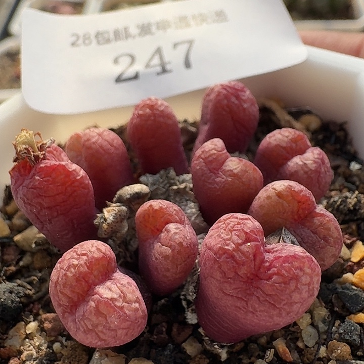 247 小金桔肉锥。   