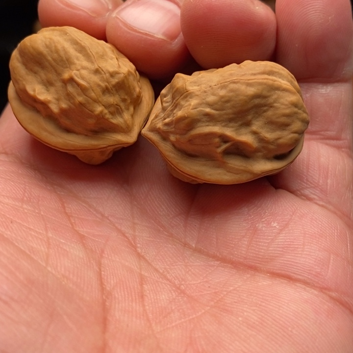 把件文玩核桃6甲壳虫