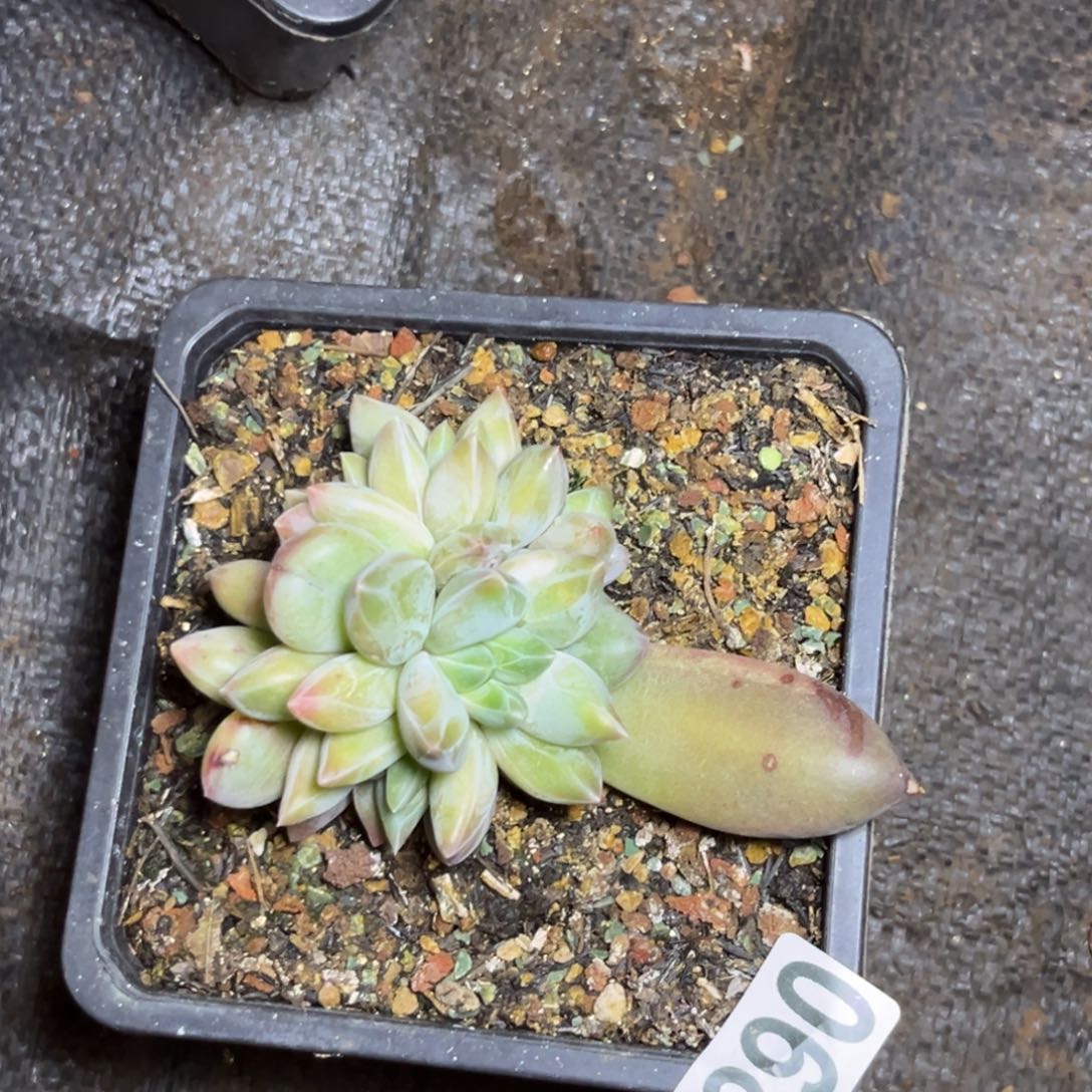 多肉植物重楼群68