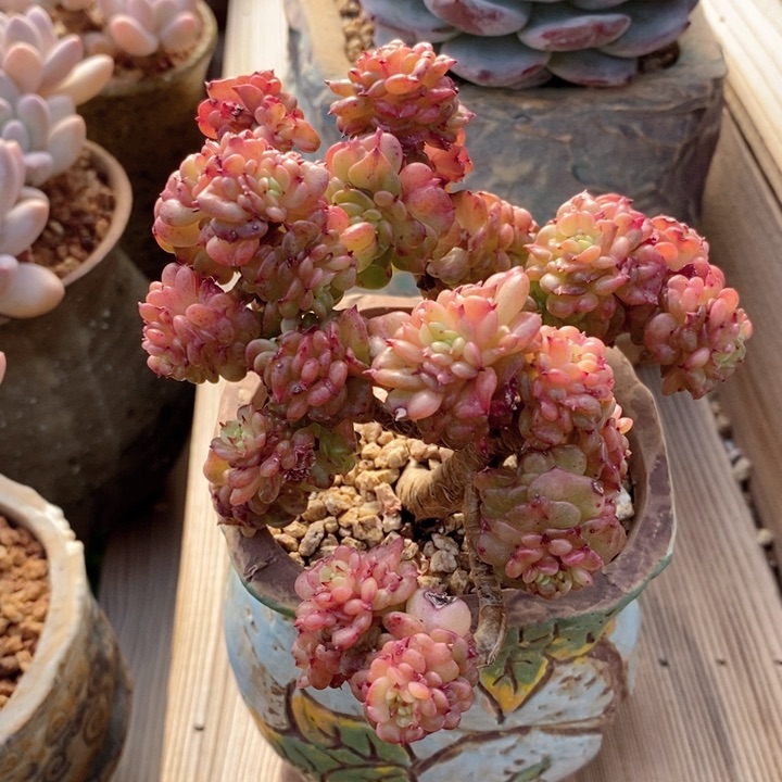 辣牡丹 韩货精品