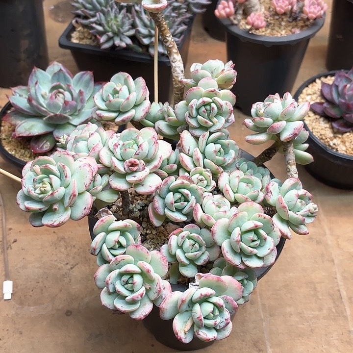 多肉植物，香草一颗