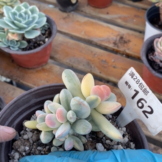 162一一一一一一一一一