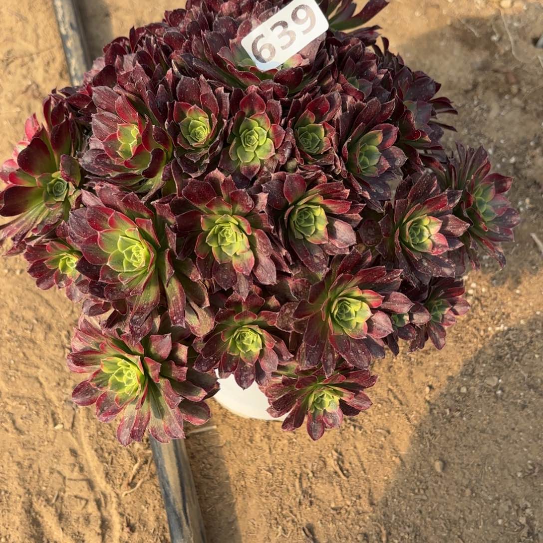 爱****子639安娜多肉不包损