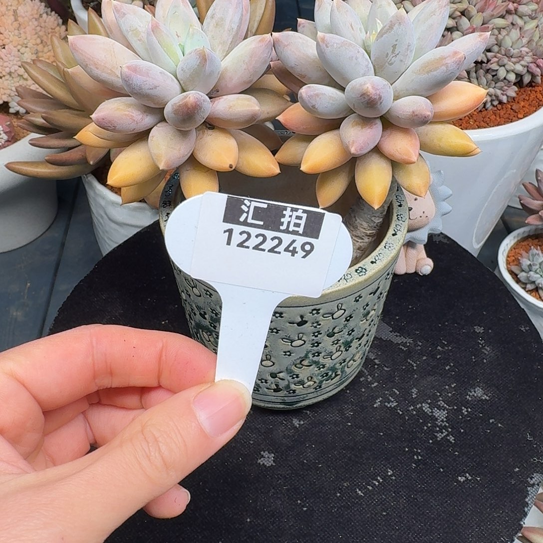 精品多肉植物122249