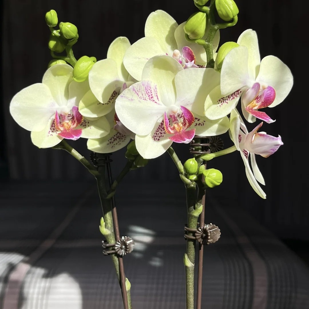 福喜 【绿熊】微瑕蝴蝶兰单双混发基地直发