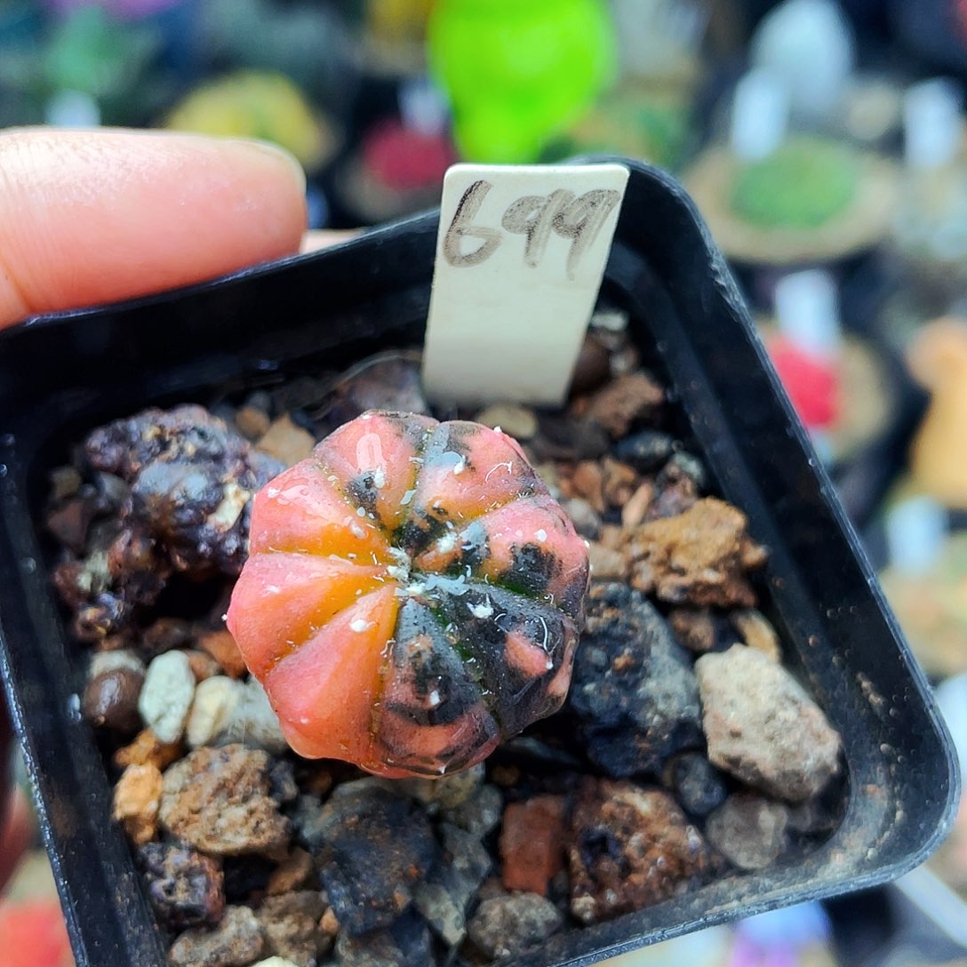 非偏远地区满25包邮仙人球